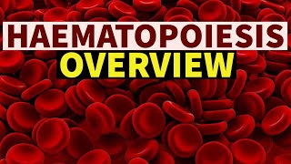 HAEMATOPOIESIS  OVERVIEW  DrSonu Yadav  Pathology Kingdom  Haematology [upl. by Flyn]