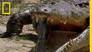 Monitor Lizard vs Croc  National Geographic [upl. by Jacobsen]