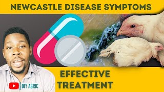 Newcastle Disease Treatment  Signs and Symptoms of the Virus in Chickens [upl. by Annemarie]