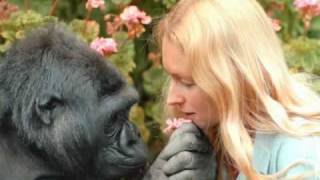 Intro to Koko amp the Gorilla Foundation [upl. by Eidda893]