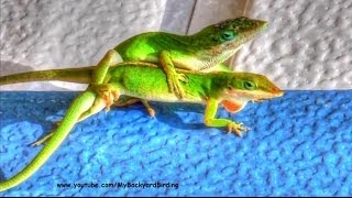 Lizards Mating [upl. by Osithe]