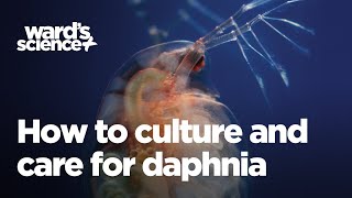 Caring and Culturing for Daphnia [upl. by Meikah]