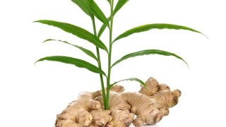 How to plant your own ginger [upl. by Anthia107]