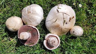 Agaricus campestris Champiñón silvestre  Field Mushroom ComestibleEdible [upl. by Adnaluoy30]