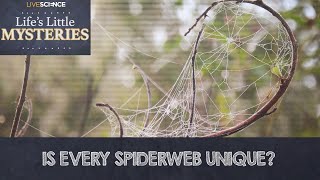 Is Every Spiderweb Unique [upl. by Fasa]