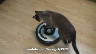 Cat shows HOW TO use iRobot Roomba Vacuum [upl. by Asilaj]