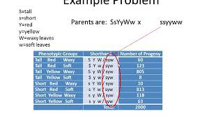 Genetics Tutorial Determining Gene Order for 3 point linkage mapping [upl. by Felton341]