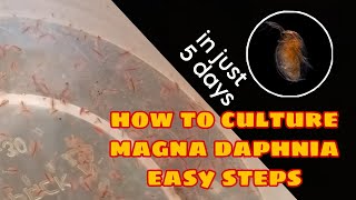 How to Culture Magna Daphnia Easily [upl. by Eronaele833]