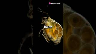 How to culture Daphnia for your Aquarium [upl. by Muiram810]