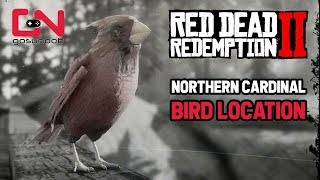 Red Dead Redemption 2  Northern Cardinal Bird Location  Perfect Cardinal Carcass [upl. by Siouxie835]