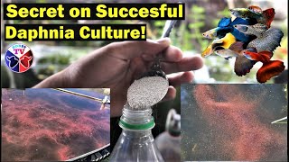 How to Culture Daphnia Successfully [upl. by Halonna317]