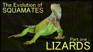 Evolution of Lizards 🦎 [upl. by Amian]