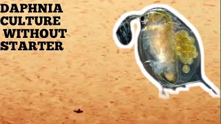 HOW TO CULTURE DAPHNIA NATURALLY WITHOUT A STARTER [upl. by How]