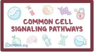 Common cell signaling pathway [upl. by Mateo663]