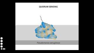 BIOFILM FORMATION [upl. by Assirral]