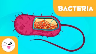 What are bacteria  Science for Kids [upl. by Neeron501]