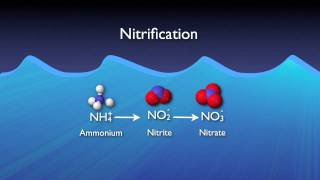 Nitrogen Removal Basics [upl. by Benilda]