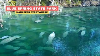 Blue Spring Florida Manatees State Park [upl. by Ljoka]