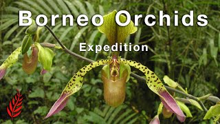 Borneo Orchids Expedition [upl. by Ltihcox872]