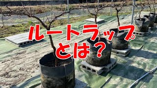 家庭菜園でも出来る葡萄の育て方。根域制限栽培をすれば、簡単に大粒ぶどうが出来ます。ルートラップポット機能説明【httpsnaturalenbaseshop】 [upl. by Neiman357]