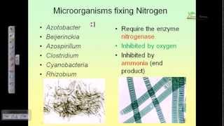 Nitrogen cycle [upl. by Fagaly223]