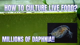 How to Culture Daphnia Secret Method to Breed MILLIONS  Simply Aquatic [upl. by Ecnedac]