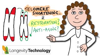 Why telomeres shorten and restoration strategies in aging [upl. by Acsicnarf]