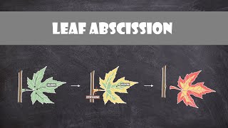 Leaf Abscission  Plant Biology [upl. by Ely]