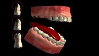 Tooth Furcation Bifurcation Trifurkation [upl. by Gingras900]