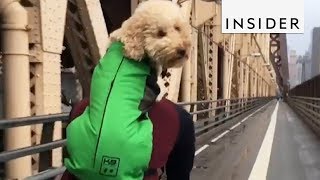 Dog Backpack Is Perfect For Adventurous Doggos [upl. by Enitsirhk97]