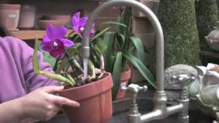 Sonias Garden — Basic Orchid Care [upl. by Nager24]