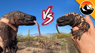 Beaded Lizard vs Gila Monster [upl. by Pinelli]