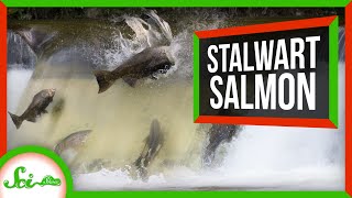 These DeathDefying Salmon Just Keep Spawning [upl. by Brunhilda]