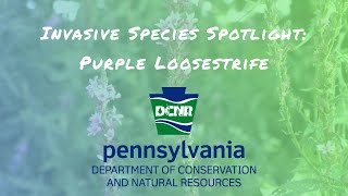 Invasive Species Spotlight Purple Loosestrife [upl. by Marron]