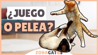 ¿Cómo saber si dos gatos JUEGAN o se PELEAN [upl. by Carolyn535]