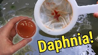 How I Culture Daphnia In Outdoor Tubs [upl. by Cimbura]