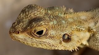 Lizards  Reptile Documentary [upl. by Strade]