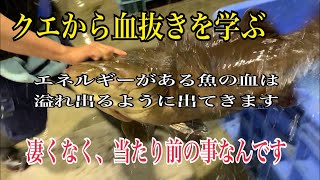 クエから血抜きを学ぶ【エネルギーのある魚の血は溢れ出るように出てきます】凄くなく、当たり前の事なんです編 vol335 [upl. by Amrac428]