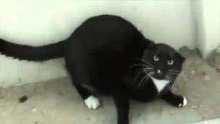 ☛Recopilacion de gatos furiosos 【Debes De Verlo】 [upl. by Chuipek228]