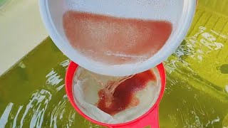 How to culture daphnia  Daphnia culture  How to grow daphnia outdoor [upl. by Ahsuoj]