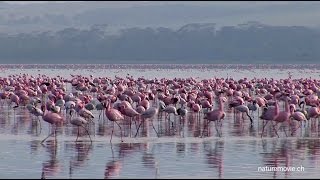 Flamingo Lake Nakuru [upl. by Lilah468]