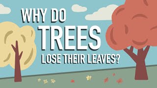 Why Do Trees Lose their Leaves [upl. by Nodnrb944]