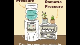 Hydrostatic Pressure Vs Osmotic Pressure [upl. by Vilma695]