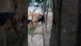 Pelea callejera los cachorro🐶🐶 [upl. by Hildick]