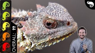 Horned Lizard The Best Pet Lizard [upl. by Reidid205]