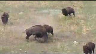 Buffalo Fighting at Wind Cave National Park [upl. by Liuqnoj29]