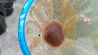 How to culture daphnia moina in a small container Part 1 English Subtitle [upl. by Wight51]