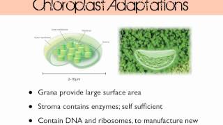 Plant Cell Structure [upl. by Quinn173]