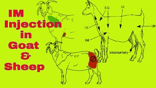 Intramuscular Injection in Goat  Intramuscular Injection in Sheep and Goat  IM Injection [upl. by Ilrak368]