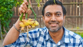 How to Grow Lots of Ginger in Containers [upl. by Binette]